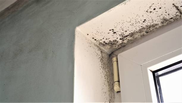 Best Airborne Mold Testing  in Riverton, WY