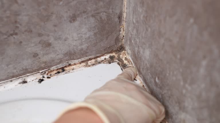 Best Crawl Space Mold Remediation  in Riverton, WY