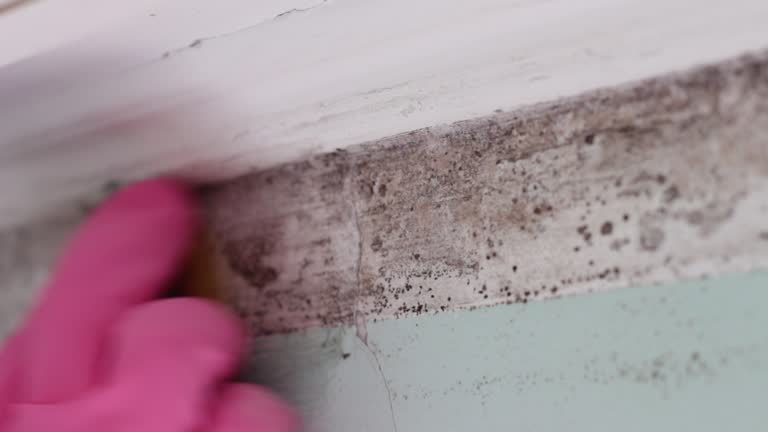 Best Basement Mold Removal  in Riverton, WY